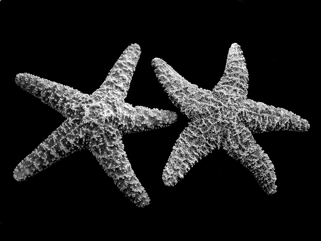 Grayscale Photo Of Two Star Fish Ivaqc86ttu8
