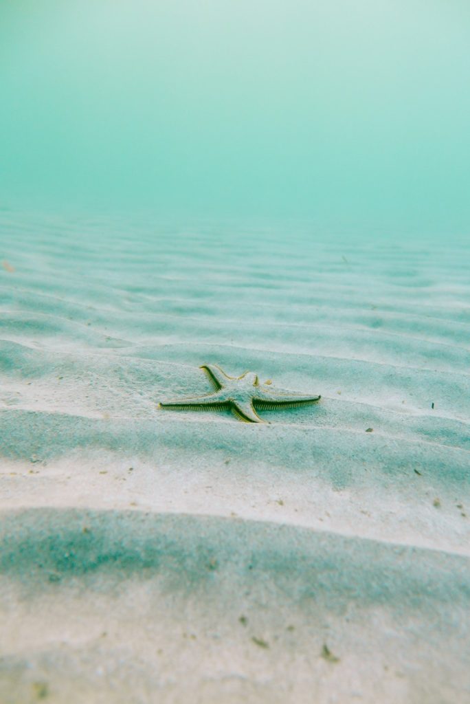 Freediving in the Mediterranean sea I found this star fish clearly resting after a rough night under the waves.